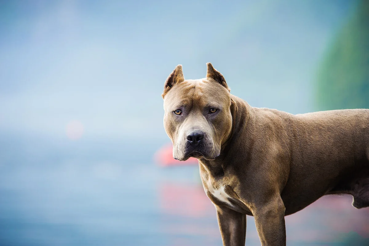 Portrait Of American Pit Bull Terrier