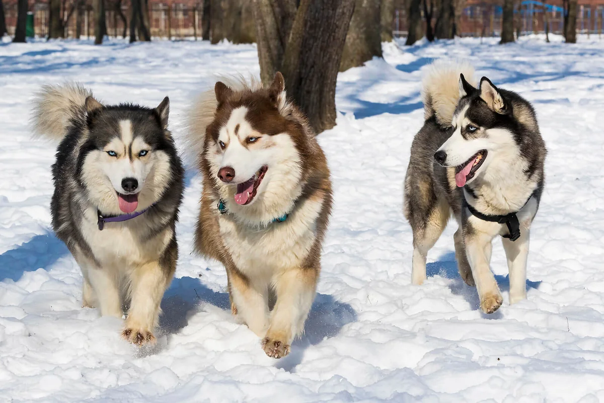 Siberian husky dogs