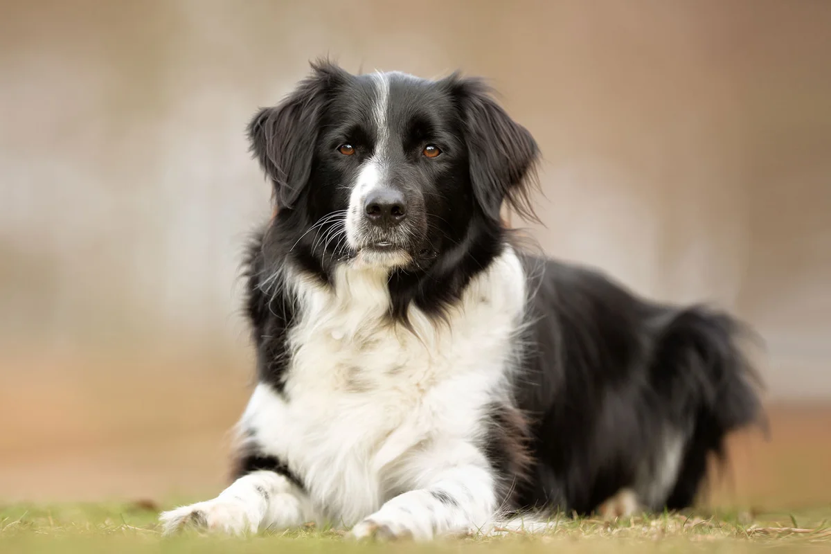 Border collie