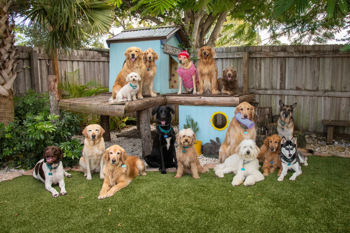 group of dogs in a garden playground