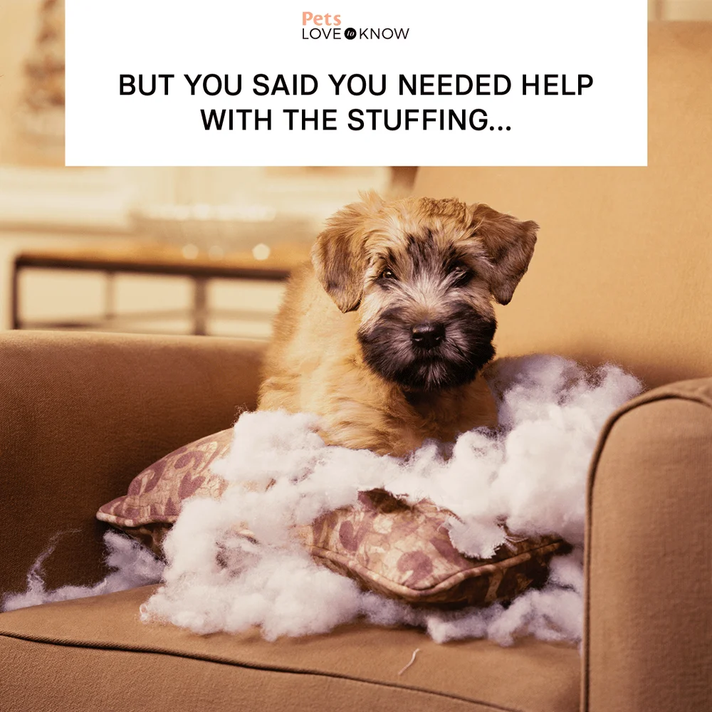 But you said you needed help with the stuffing…