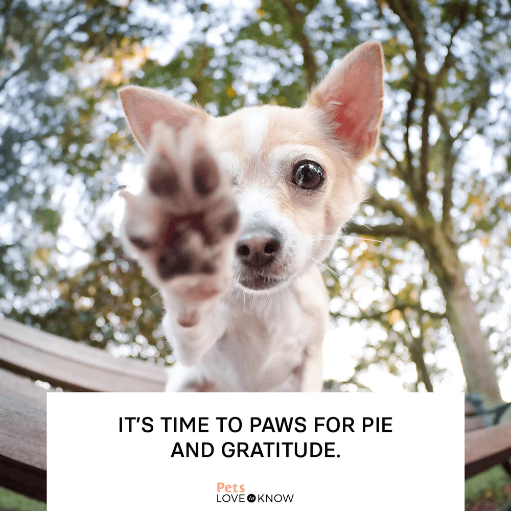 It’s time to paws for pie and gratitude.