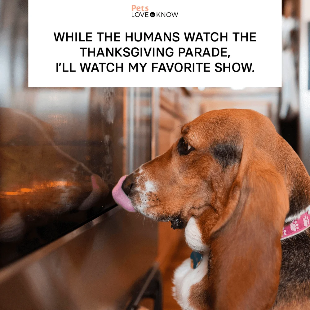 While the humans watch the Thanksgiving parade, I’ll watch my favorite show.