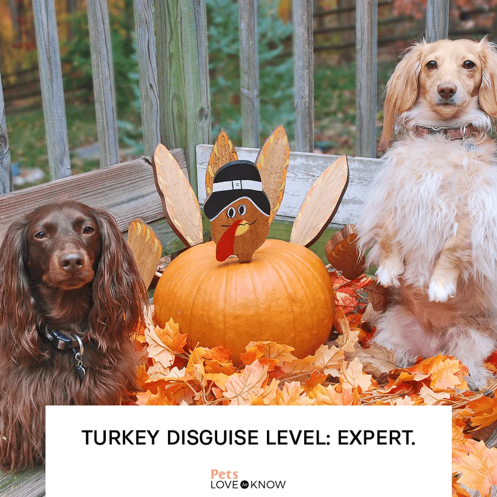 Turkey disguise level: expert.