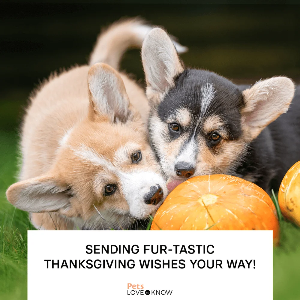 Sending fur-tastic Thanksgiving wishes your way!