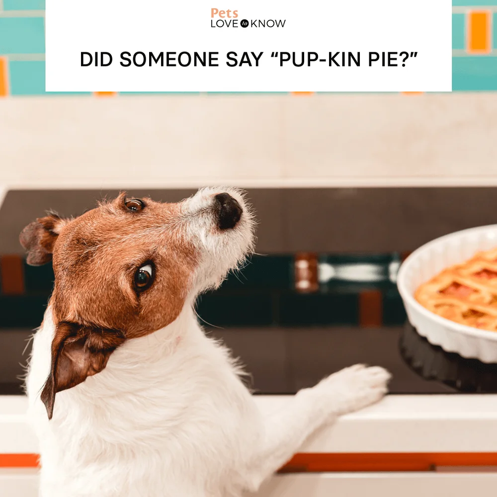 Did someone say “pup-kin pie?”