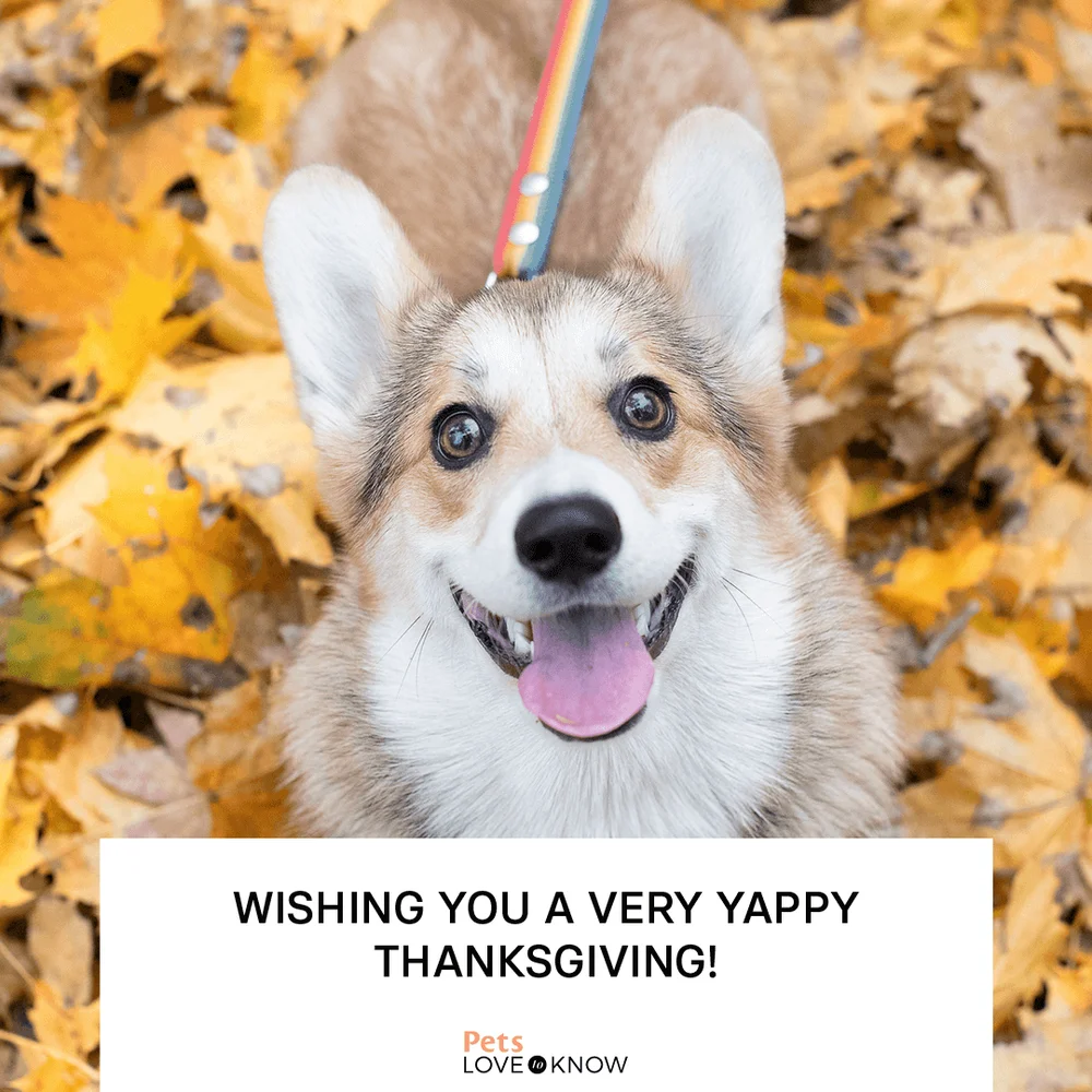 Wishing you a very yappy Thanksgiving!