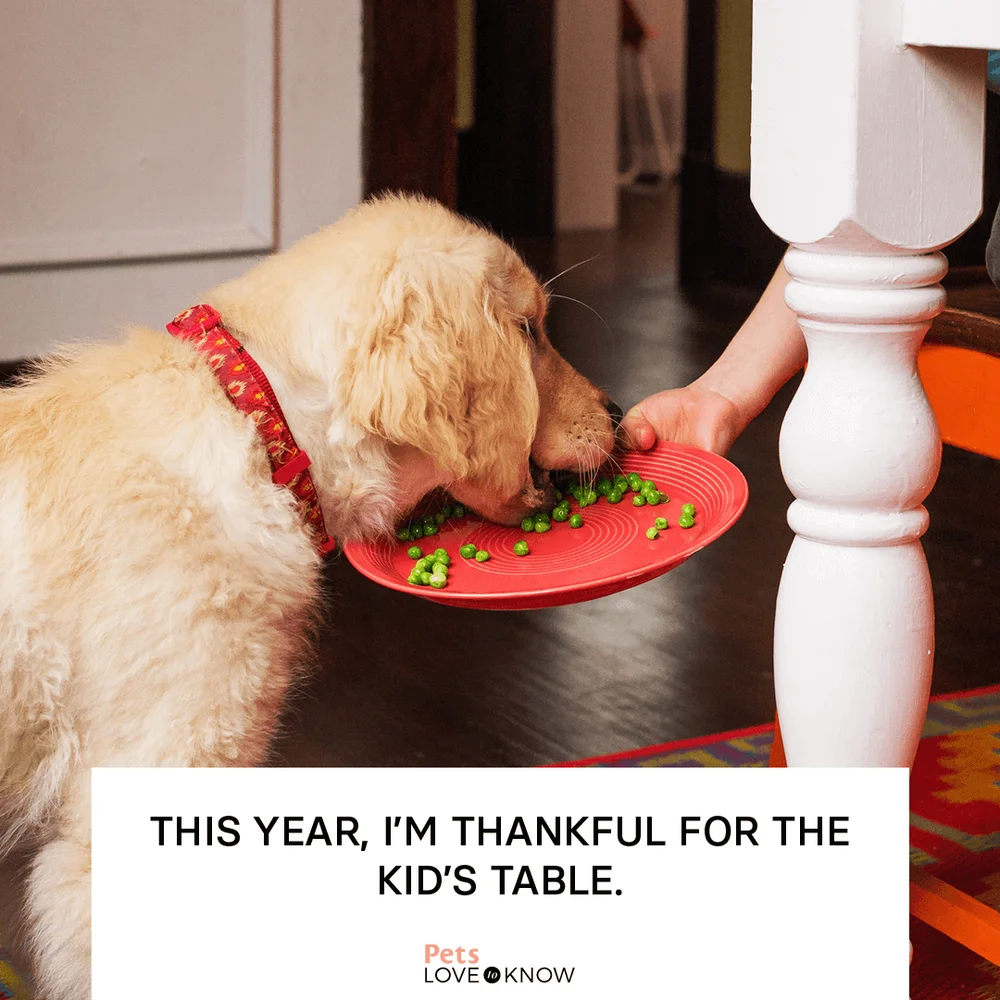 This year, I’m thankful for the kid’s table.