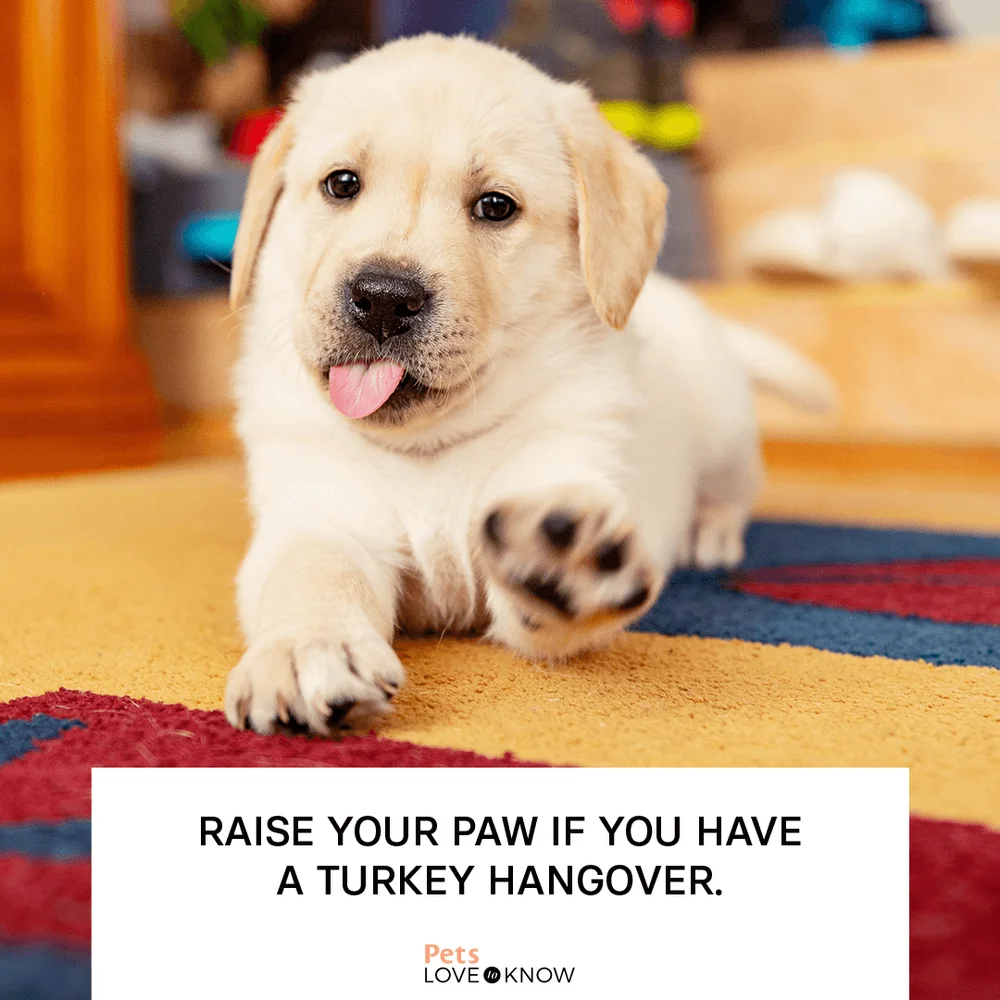 Raise your paw if you have a turkey hangover.