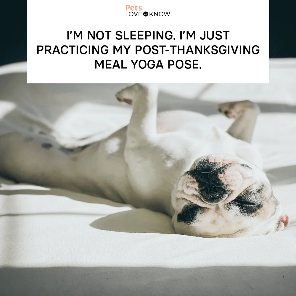 I’m not sleeping. I’m just practicing my post-Thanksgiving meal yoga pose.