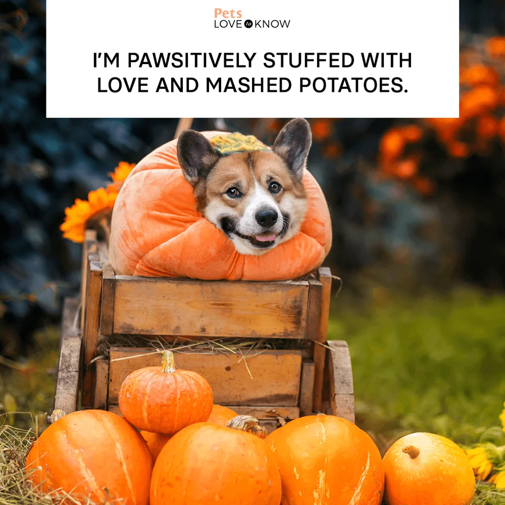 I’m pawsitively stuffed with love and mashed potatoes.