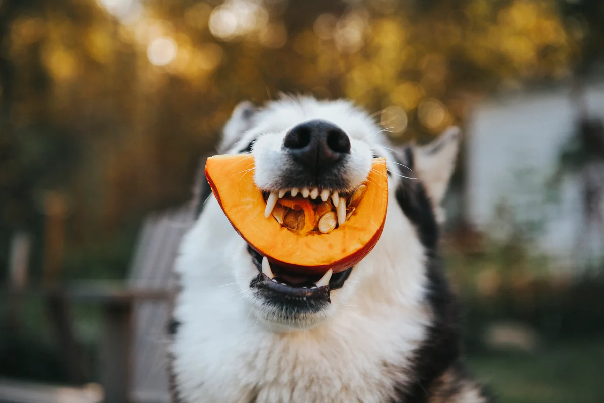 Dog with a piece of pumpkin in its mouth