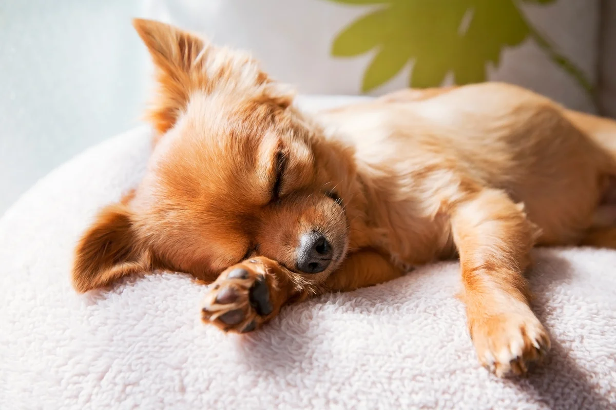 dog sleeping on cushion