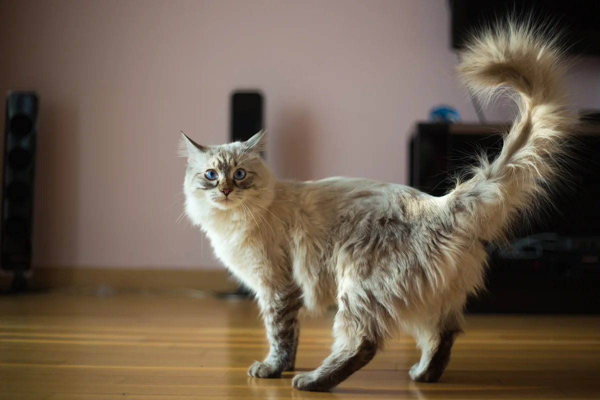 Pretty long haired cat with fluffy tail