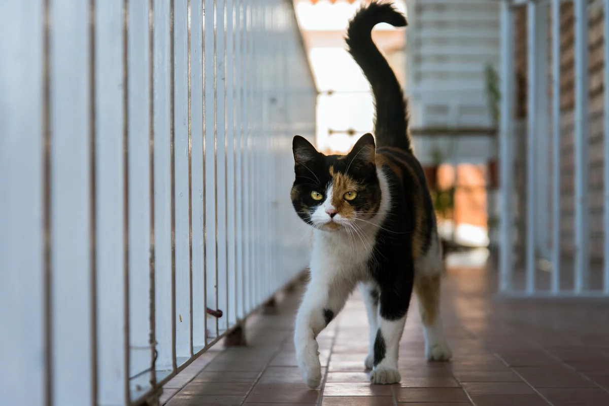 Portrait Of Cat Walking By Railing In Balcony