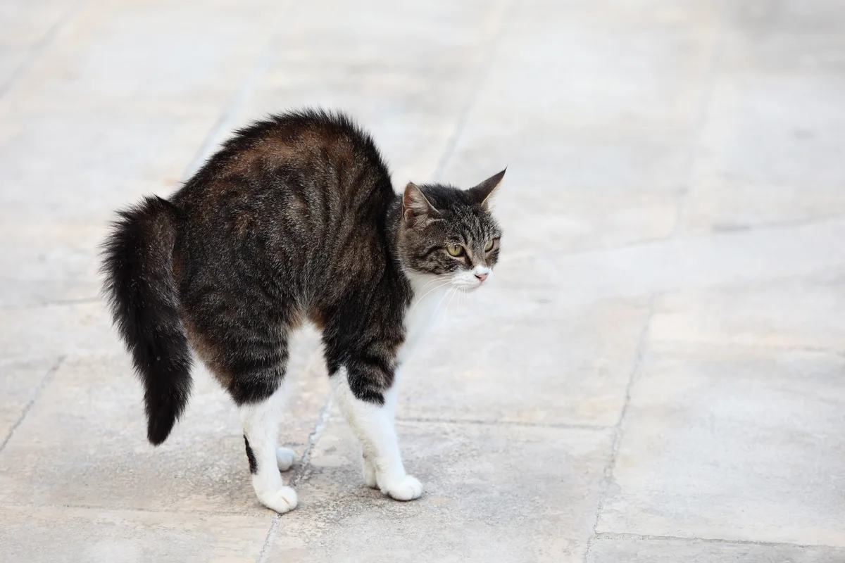 Scared cat with puffed up tail