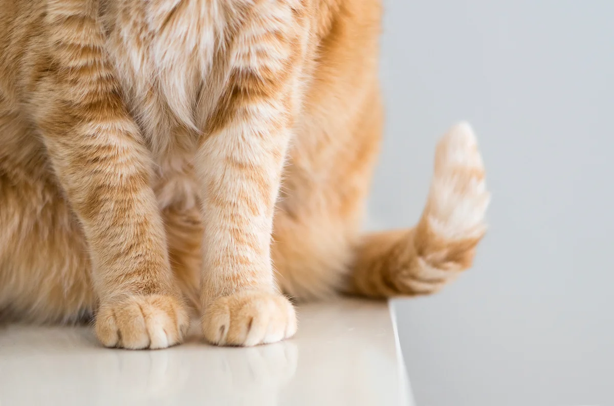 Closeup of orange cat's swishing tail