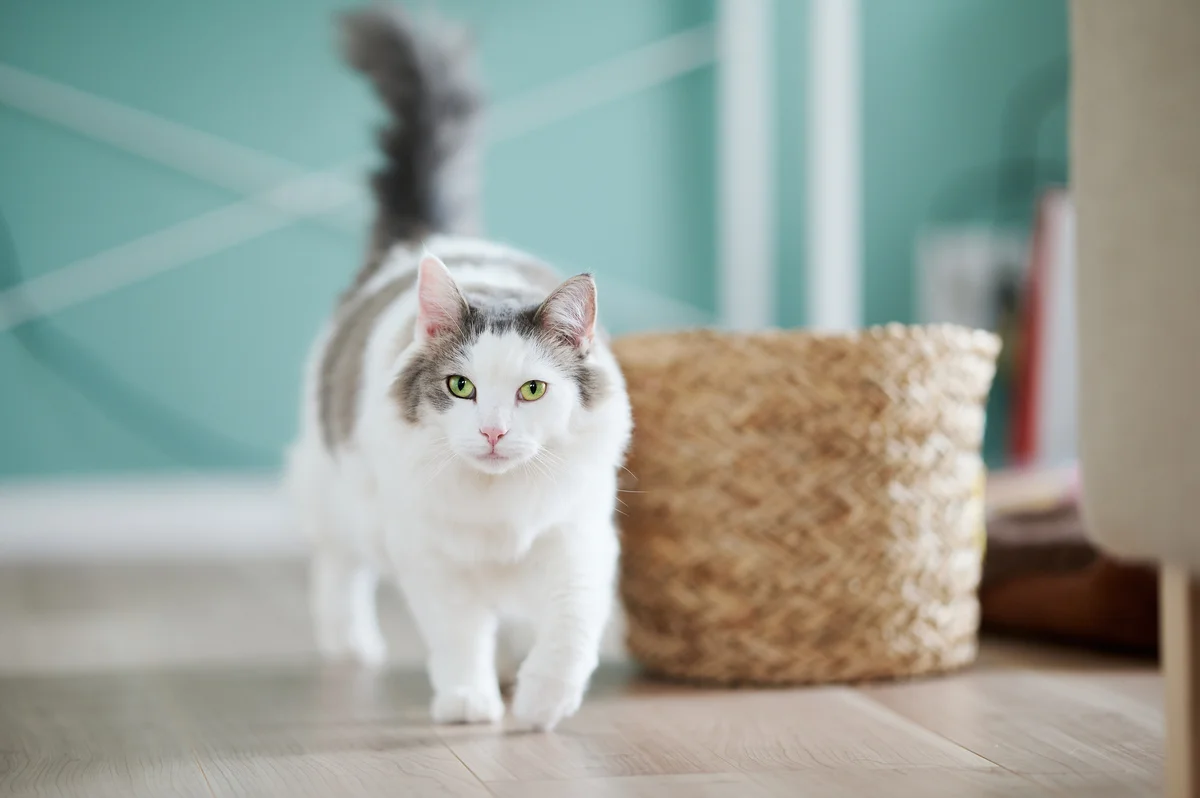 Pretty longhaired cat excited to see you