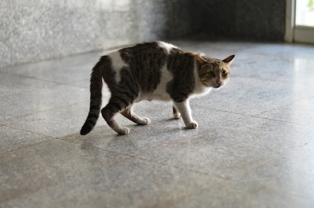 Stressed cat with tucked tail