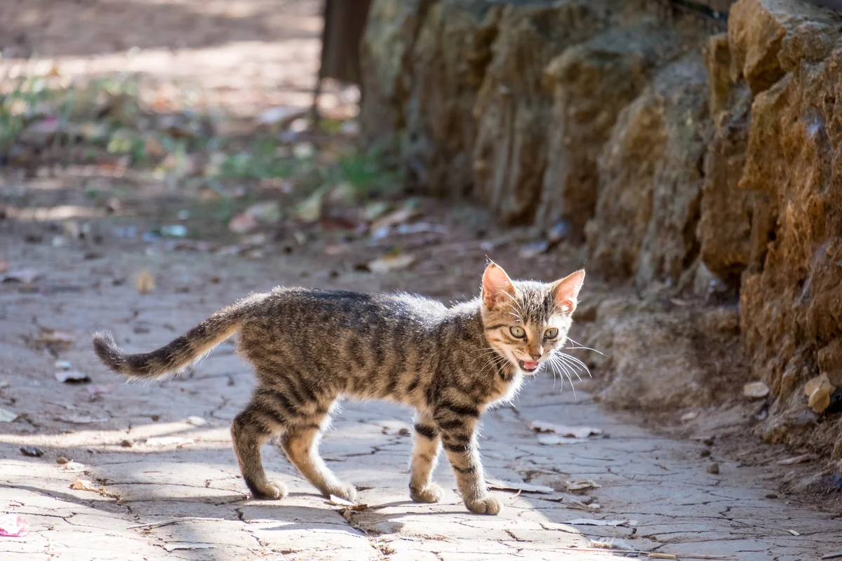 Kitten with horizontal tail