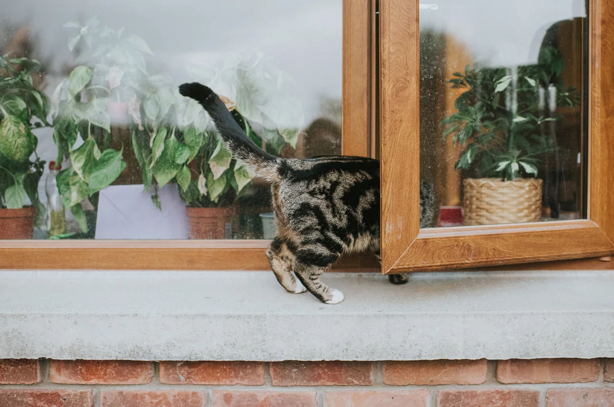 Tabby cat crawling into window with tail sticking out