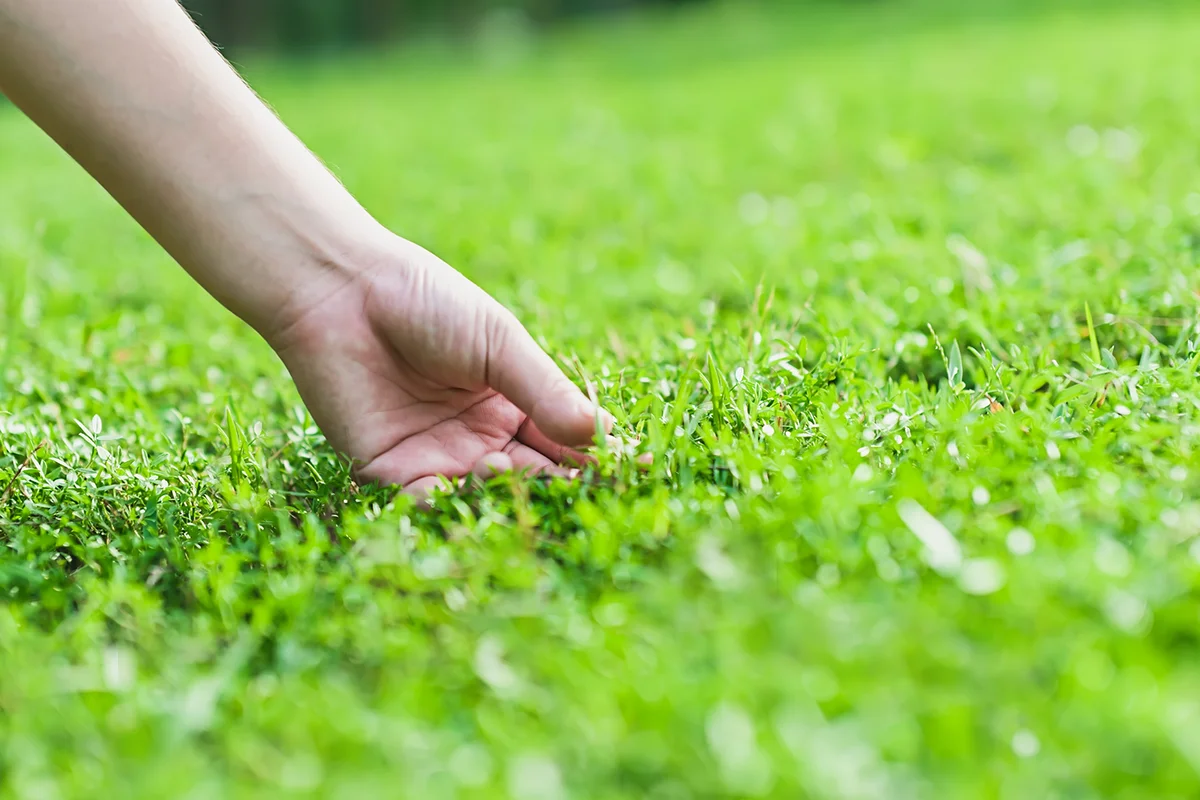Hand touches the Green grass in nature