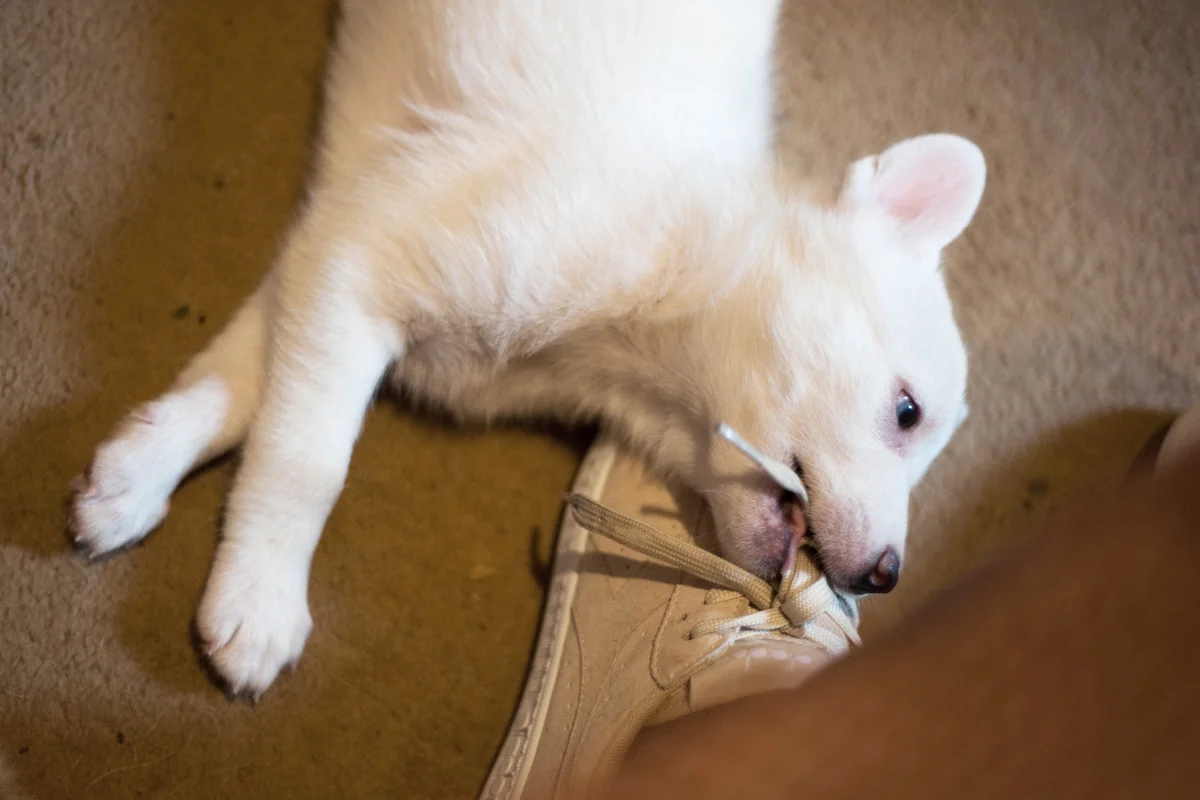 White Siberian Husky puppy biting shoe laces