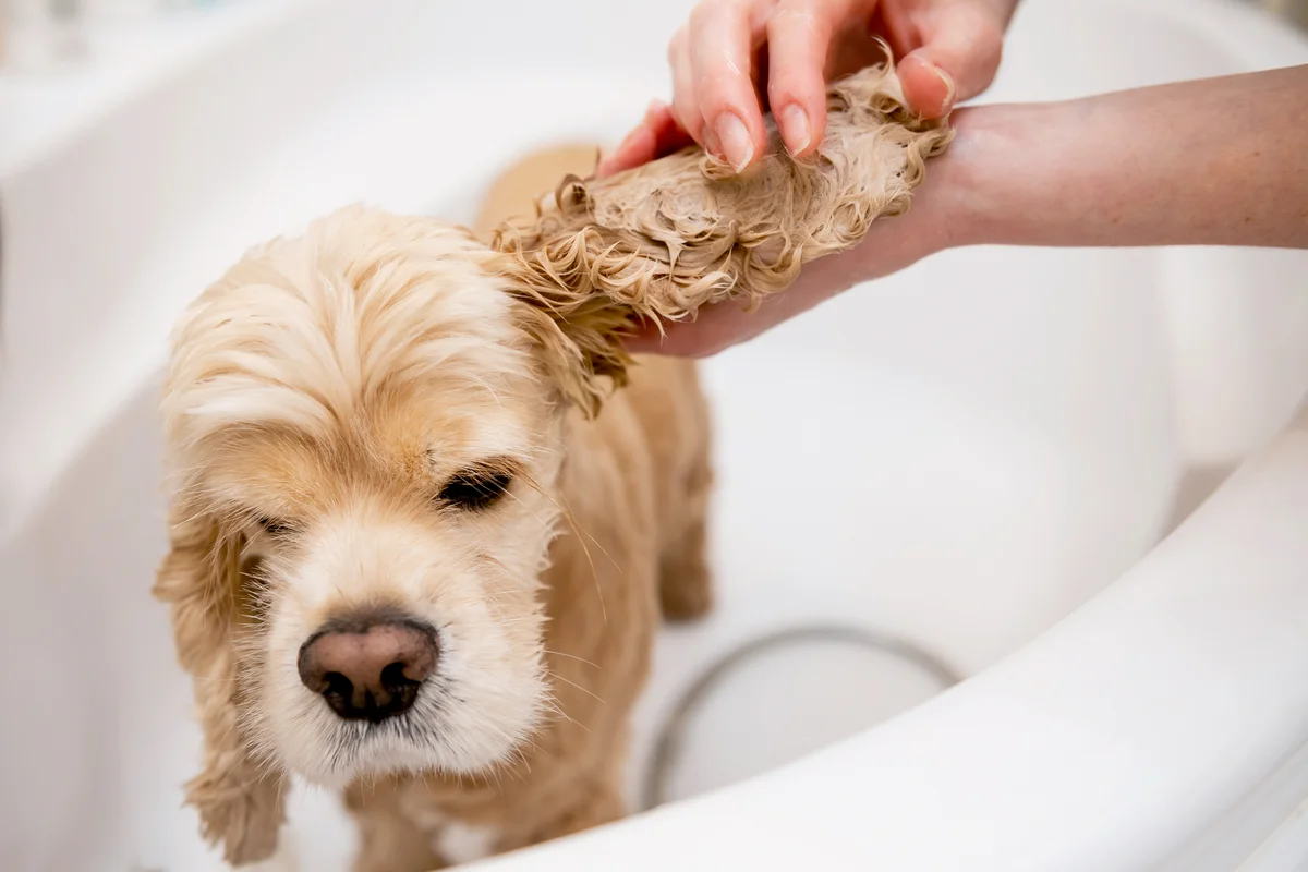 Female hands are washing dog ears in the bathroom