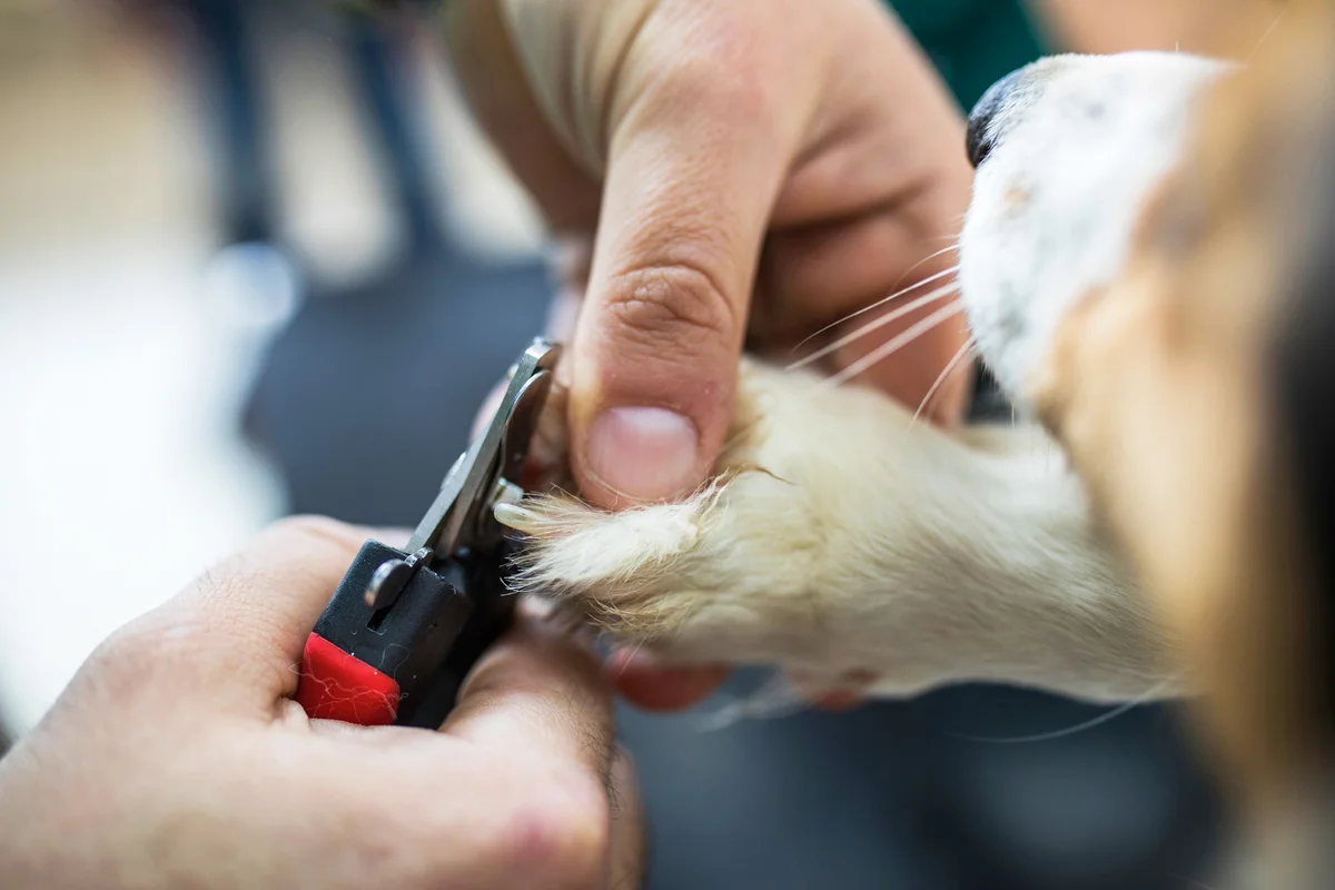 Man cutting dog's nails