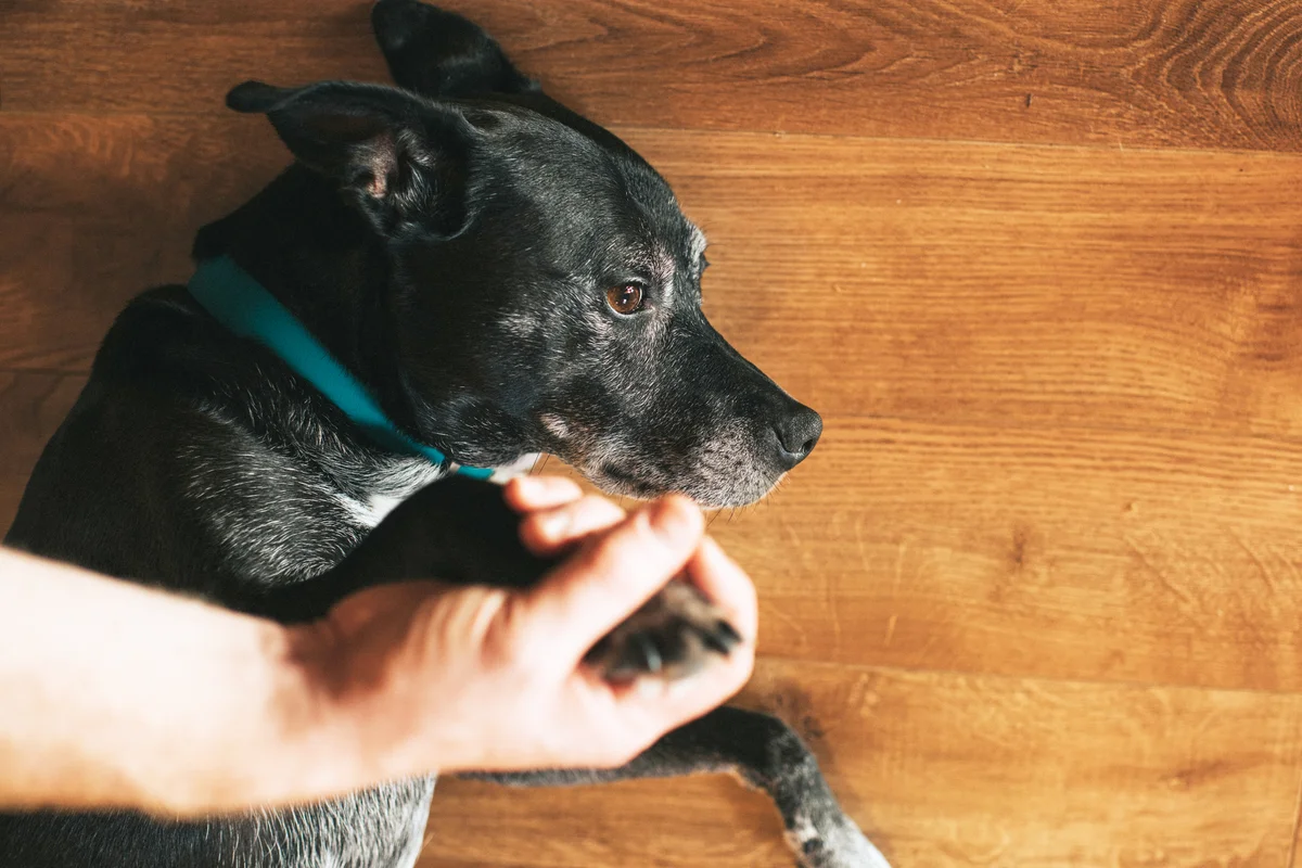 Dog lying in hardwood floor