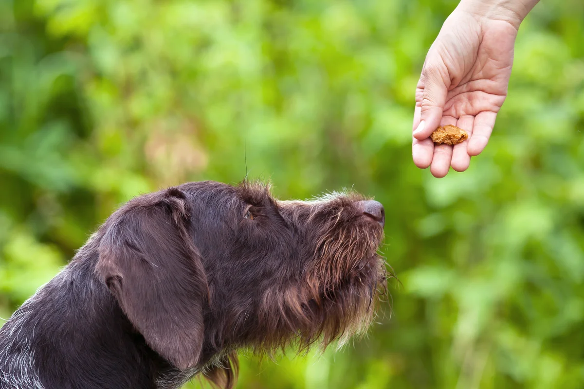 Hand with treat training dog