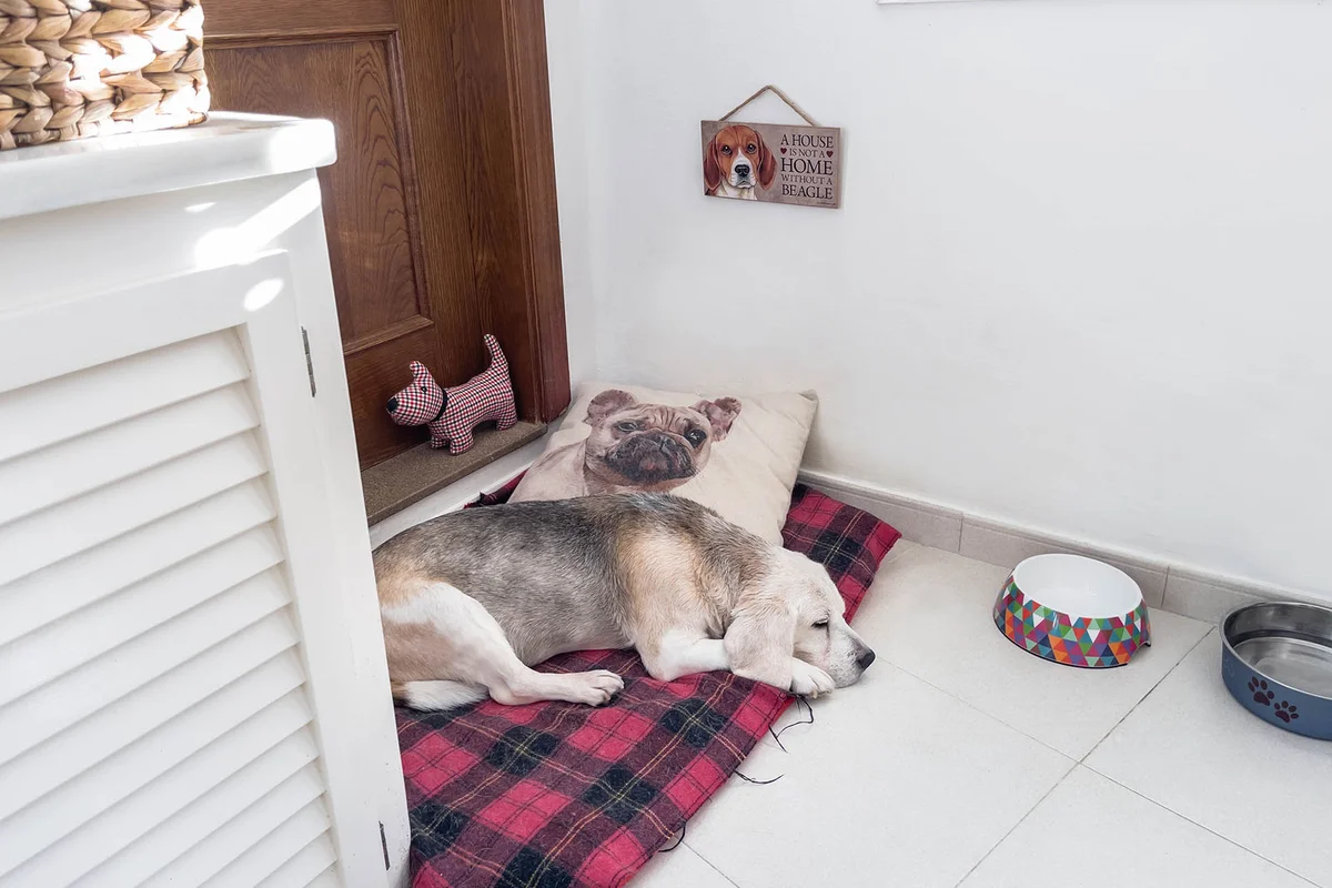 Cute senior Beagle sleeping in his bed