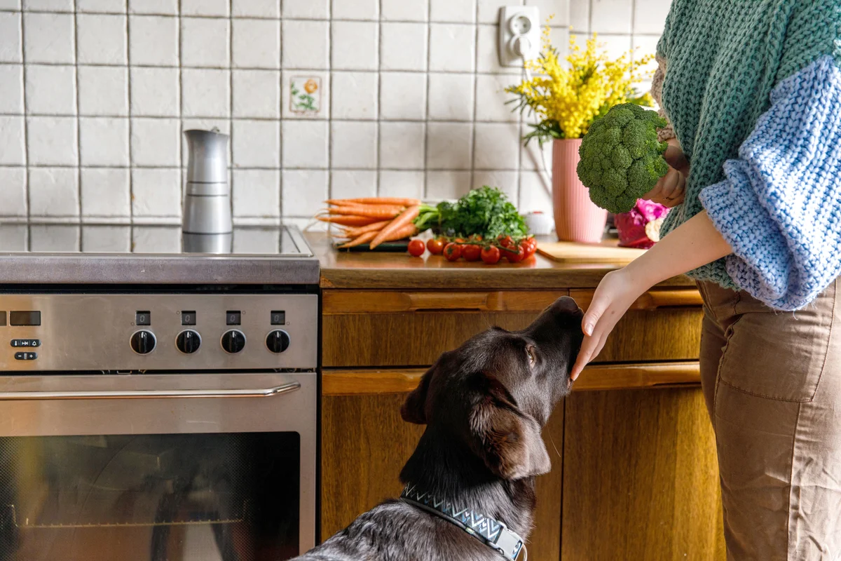 Curious dog keeping his owner company while she is preparing food