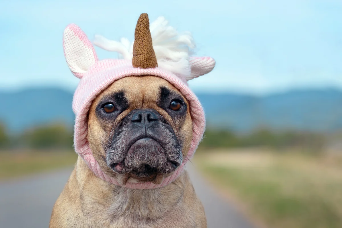 french bulldog wearing unicorn hat