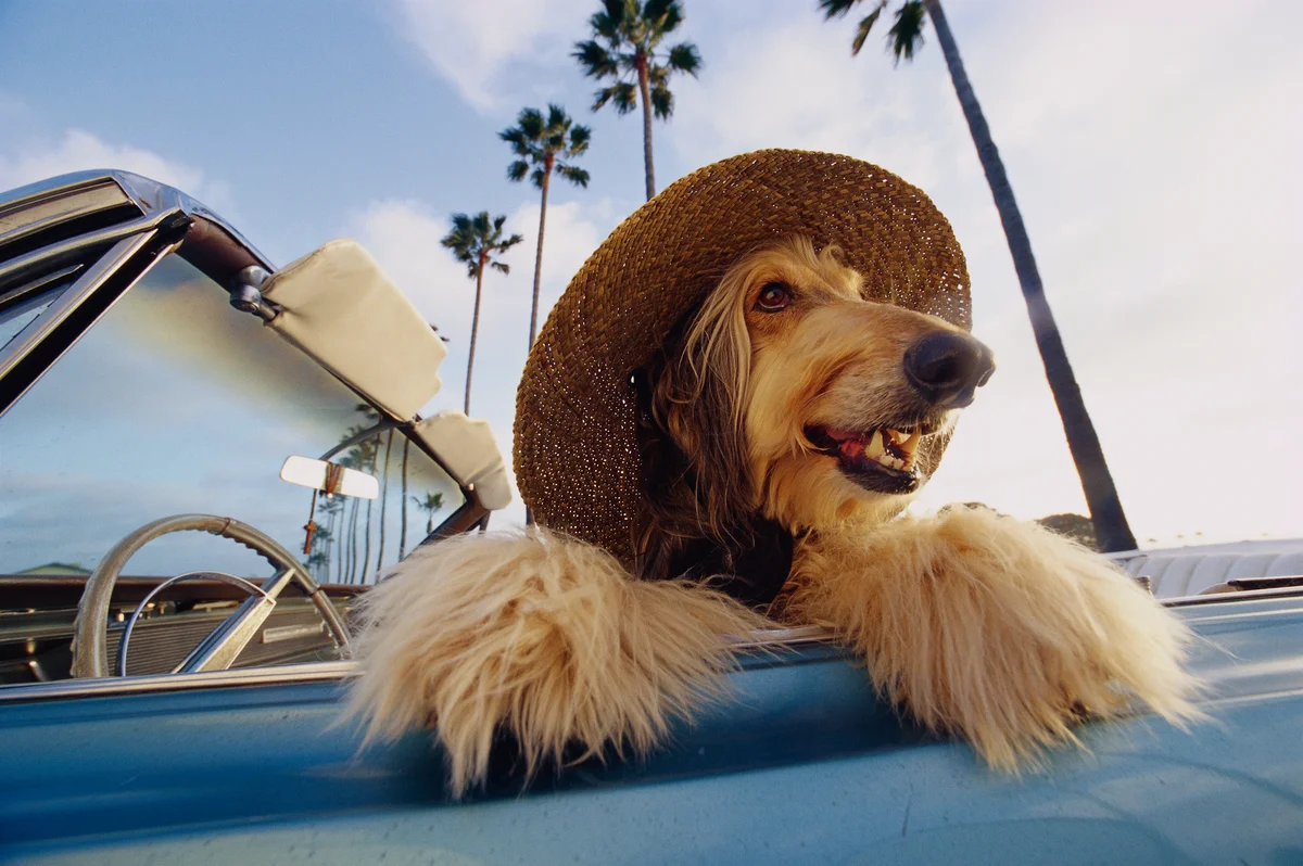 dog wearing hat in a car