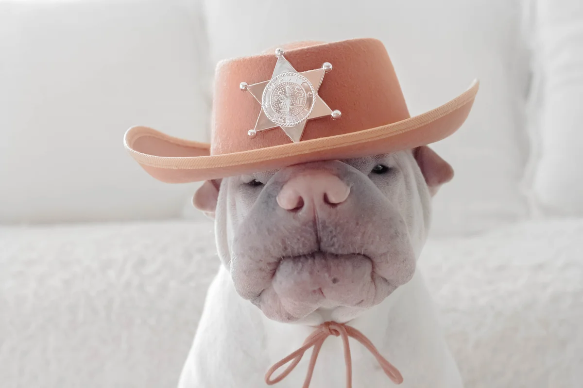 shar pei in a deputy sheriff hat