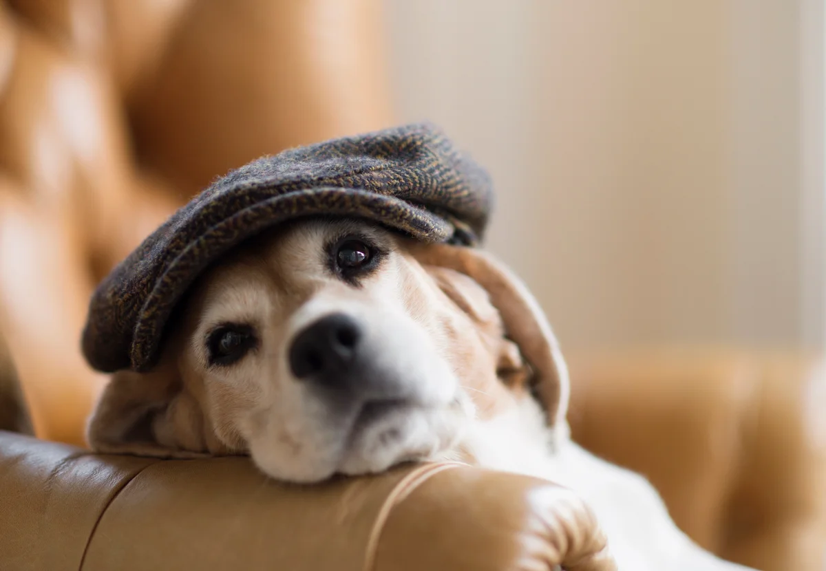 beagle wearing a hat
