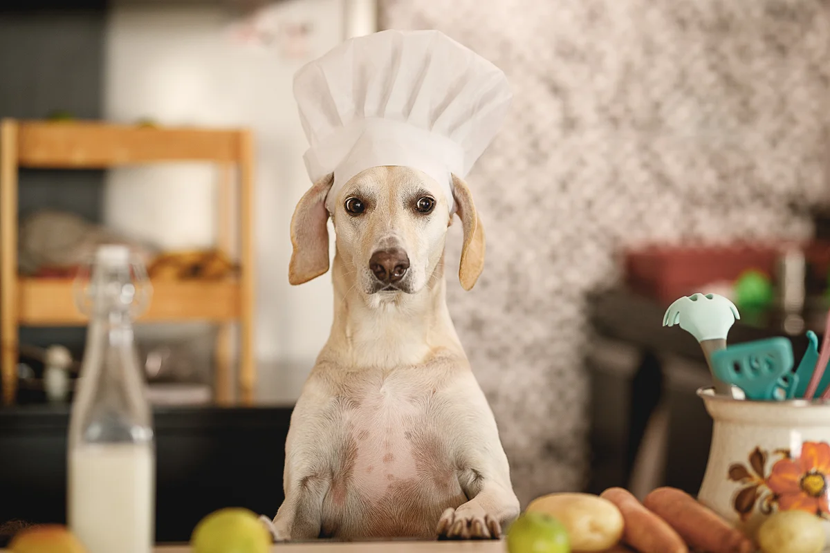 dog wearing chef hat in kitchen
