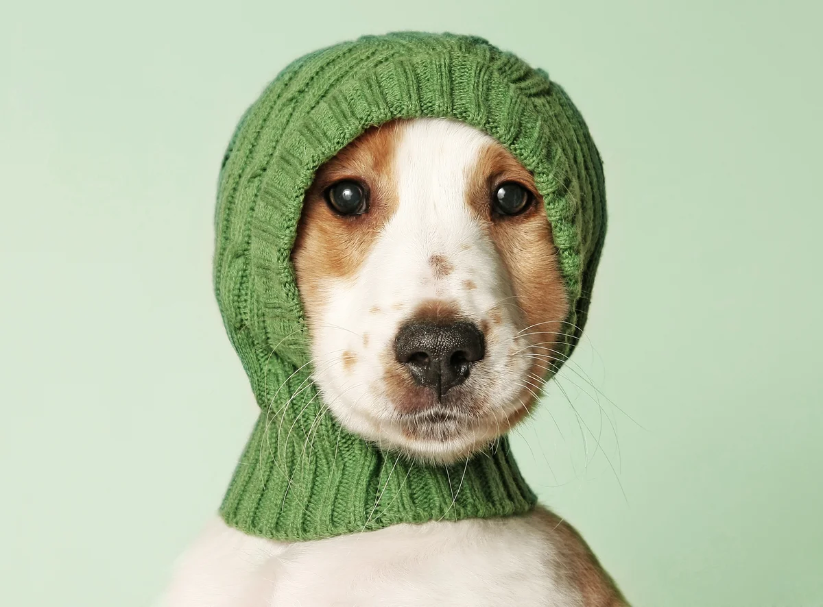 cocker spaniel puppy wearing winter hat