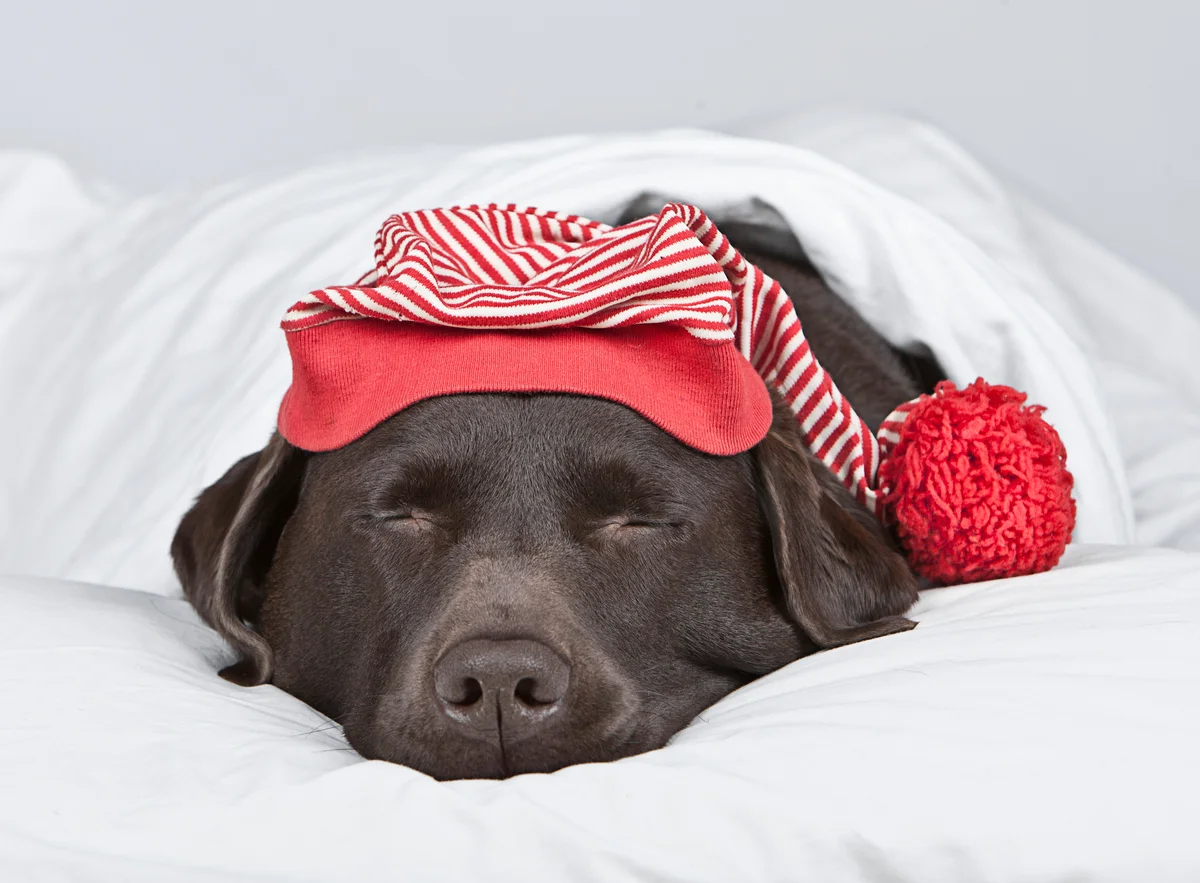 chocolate lab sleeping with hat on