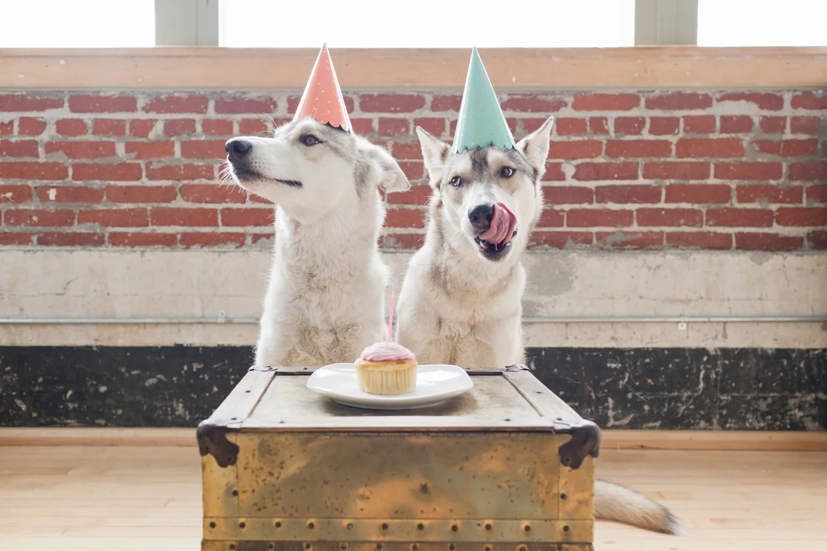 two husky dogs with birthday hats on