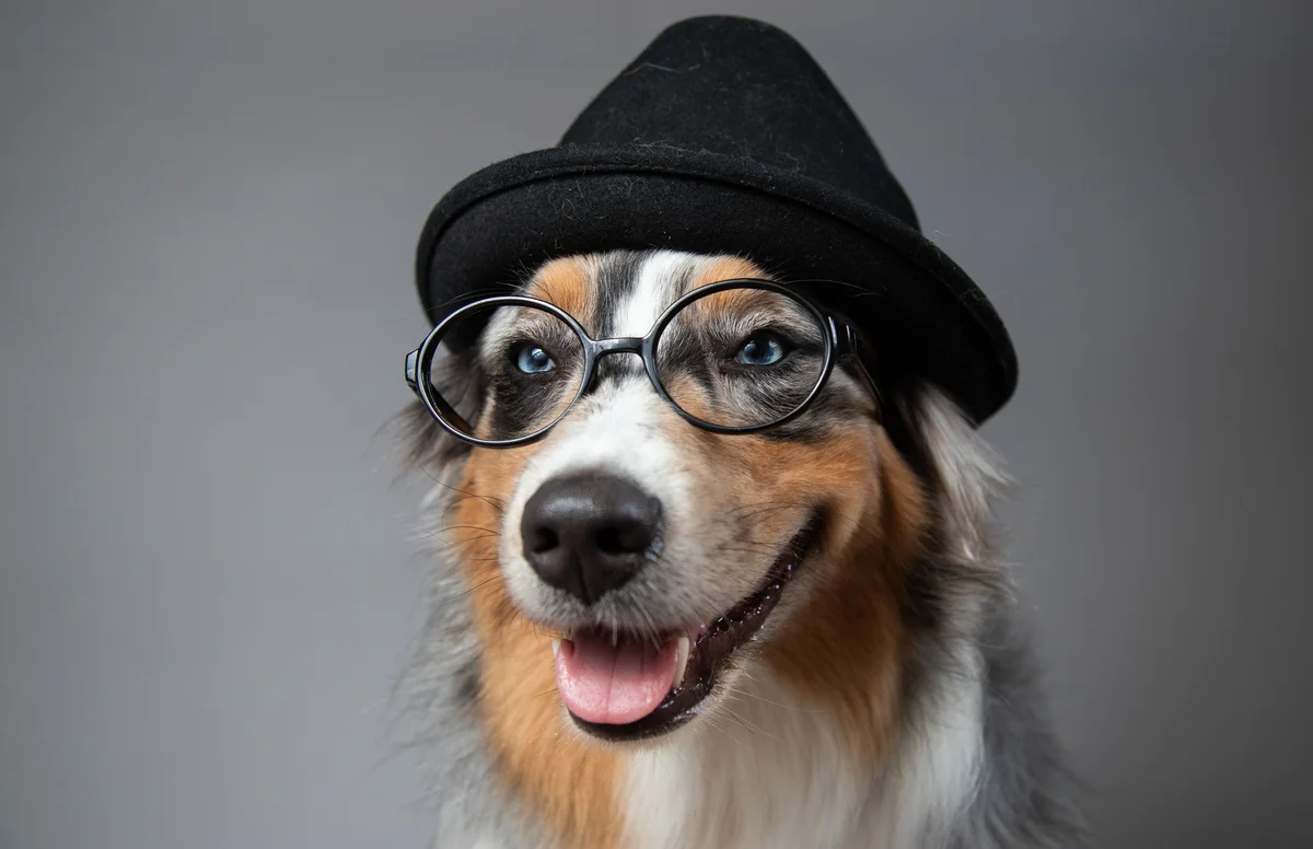 australian shepherd with hat and glasses