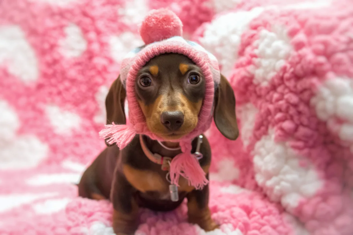 dog wearing a pink hat