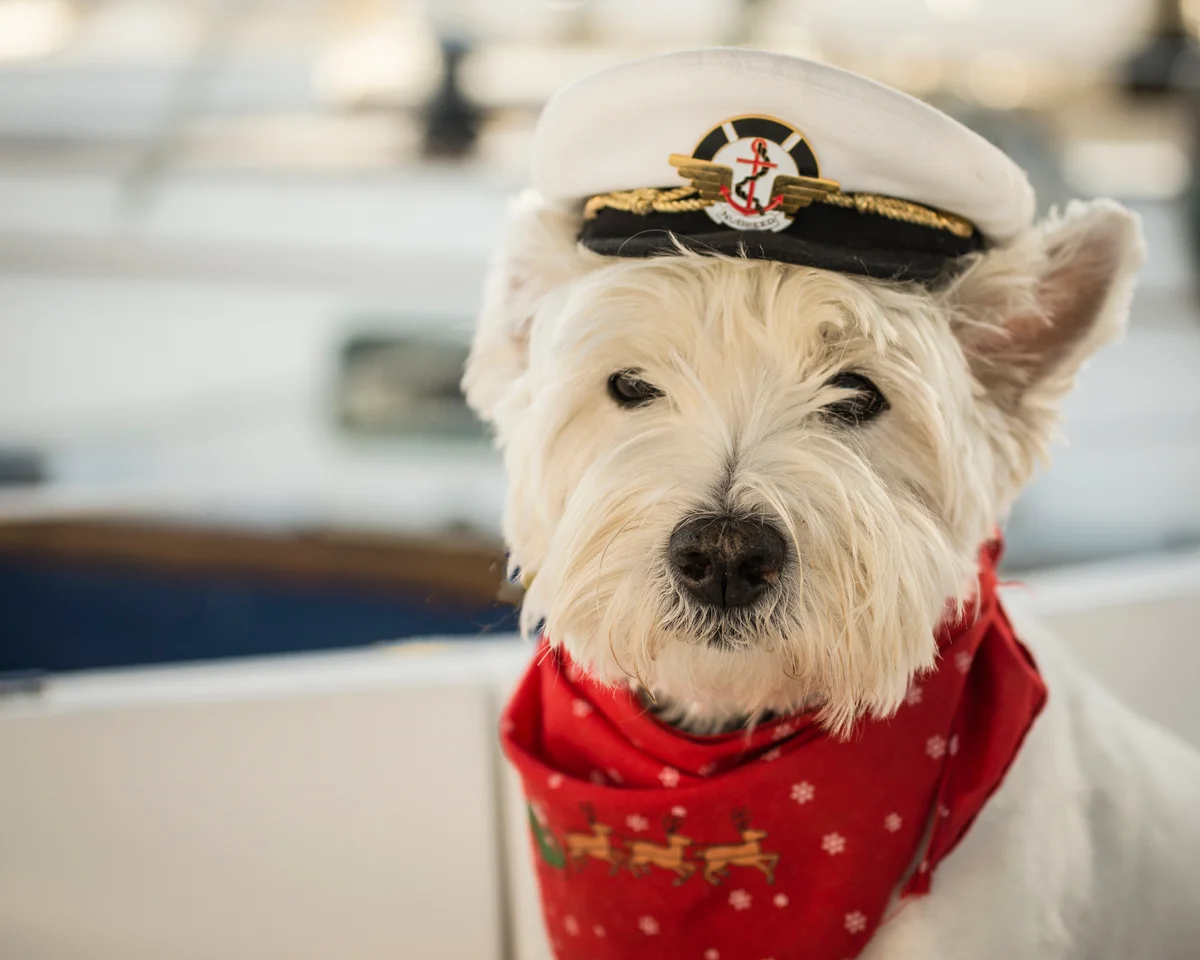 westie dog in a captain's hat
