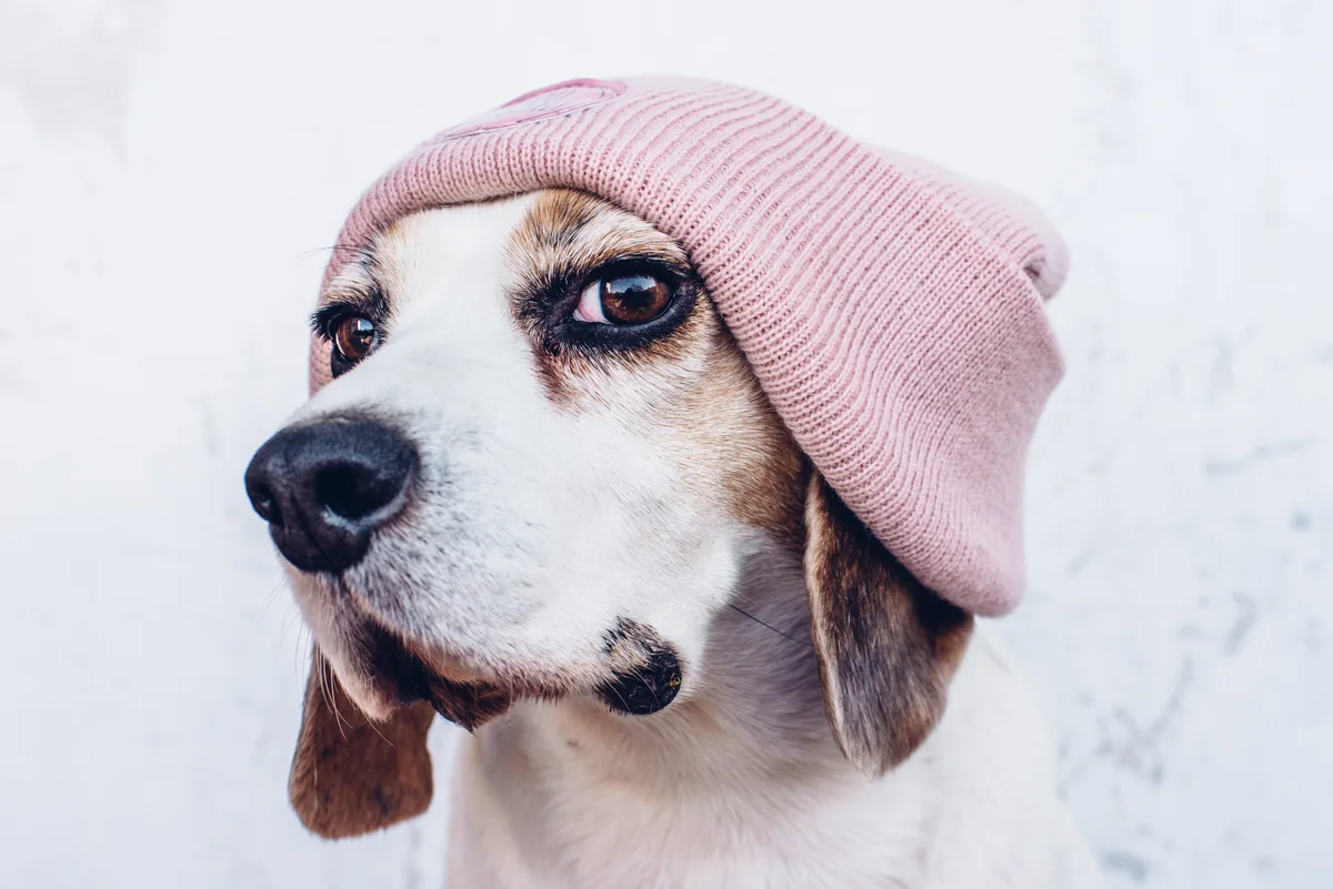 beagle wearing a pink knitted hat