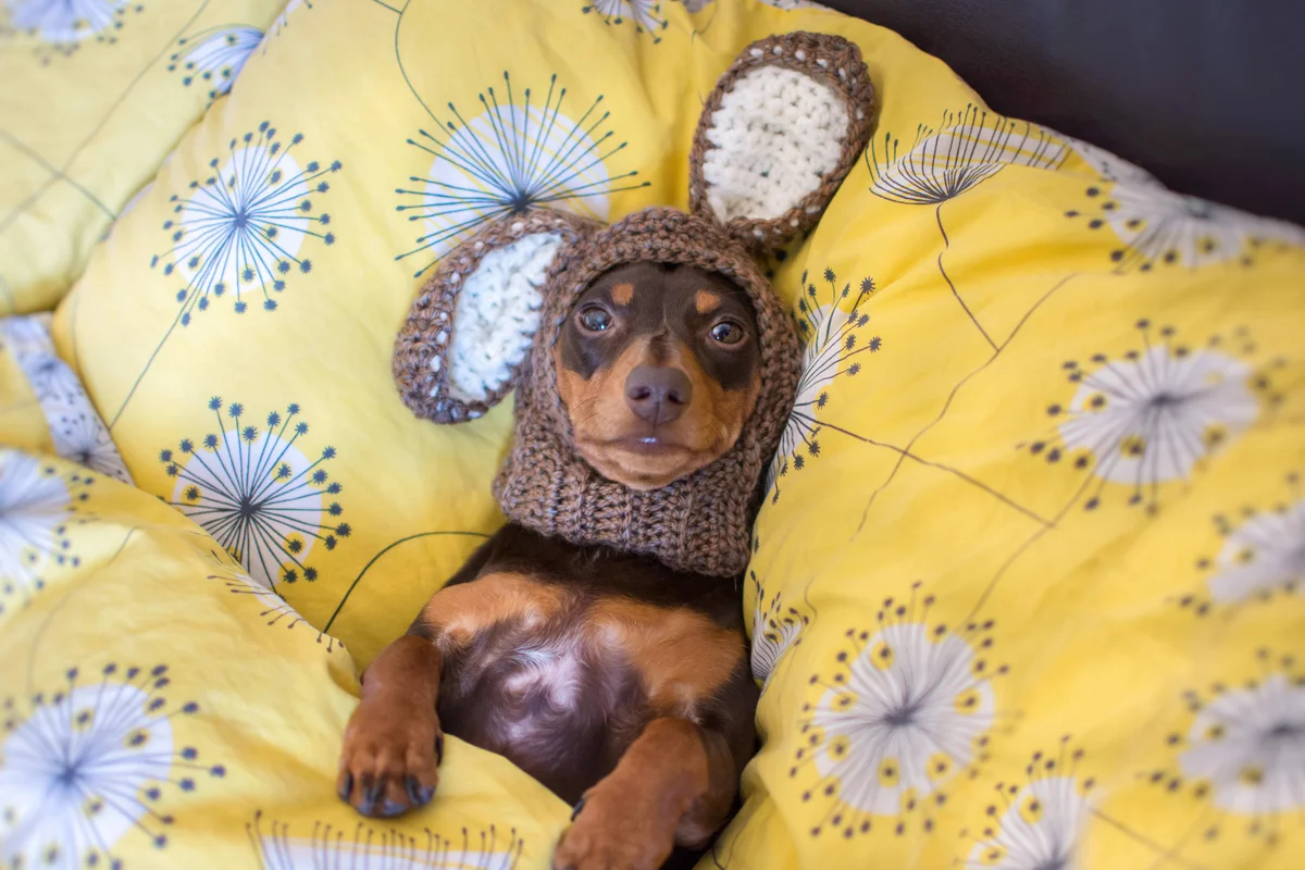 dachshund puppy in a bear hat