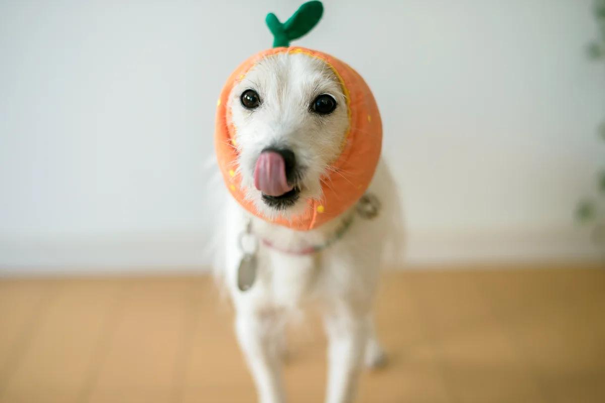 jack russell terrier in a tangerine hat