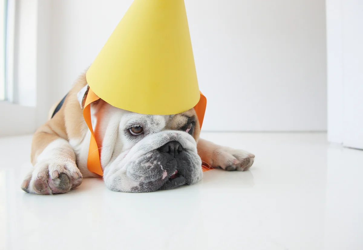 bulldog wearing a party hat