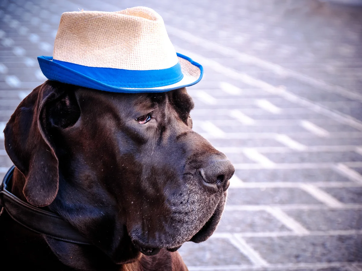 great dane in a hat