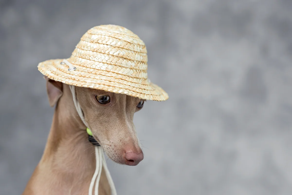 dog wearing a straw hat